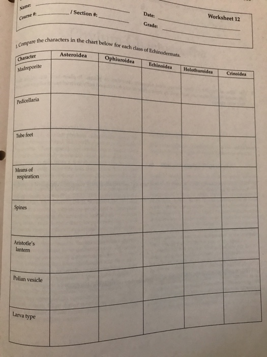 Date: Worksheet 12 I Section #: Course Grade in the chart below for each class of Echinodermata Ophituroides Eahinodes Holo