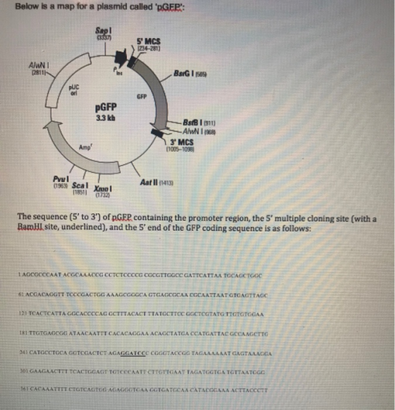 Below is a map for a plasmid called pGEP: 5 MCS 1234-281 AlwN I 28111 pUC orl GFP pGFP 3.3 kb AlveN 1 190의 3 MCS (1005-1098