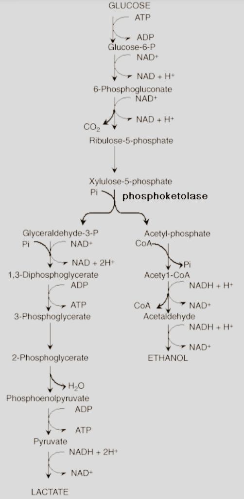GLUCOSE ATP ADP Glucose-6-P NAD NADH 6-Phosphogluconate NAD NAD+H CO2 Ribulose-5-phosphate Xylulose-5-phosphate Pi phosphoket