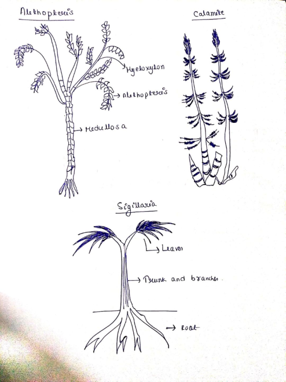 lthoplesus Calamiit 2 Mueloyyhon althoptoas tescaS Hadu lo s a uaua aven Tbwnk and branch