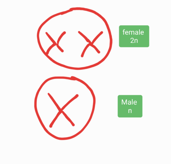 female 2n Male n