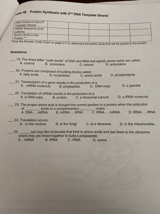 ble IB: Protein Synthesis with 2nd DNA Template Strand ONA Codons in the 2nd Template Strand mRNA Sequence (List codons) Amin