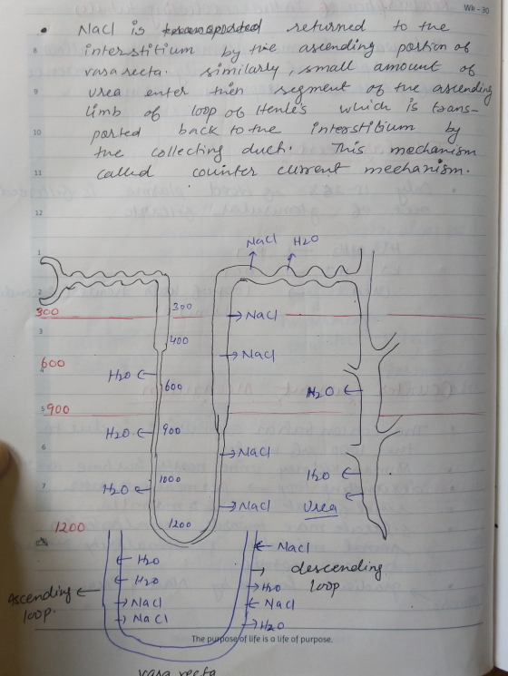 N A Wk - 30 Nach is transpodded returned to the interstitium by the ascending portion of rasa recta similarly, small amount o