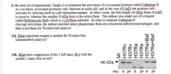 In the next set of experiments, Singh et al examined the activation of a lysosomal protease called Cathepsin D As you know, l