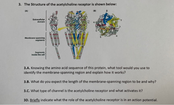 3. The Structure of the acetylcholine receptor is shown below: (A) (B) B Extracellular domain Membrane-spanning segments Segm