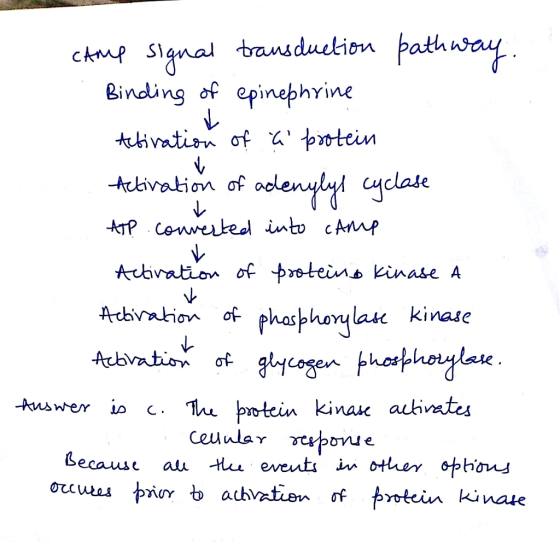 Binding of epinephyine clate