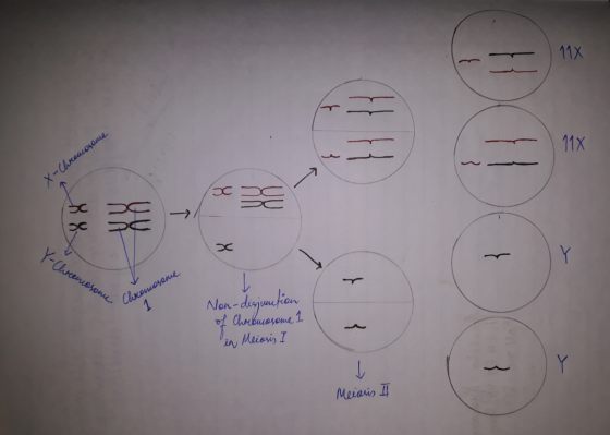X-Chironcosome C Y-Chromosome килоо Non-disjunction of Chresmosome 1 in Mecosis I Motoko 1