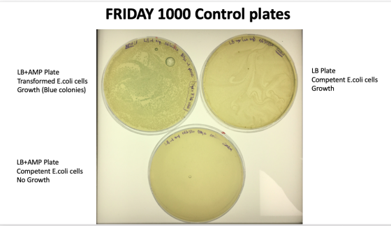 FRIDAY 1000 Control plates LB 4 ang. Oblou JO LA U ngroot op 067 LB+AMP Plate Transformed E.coli cells Growth (Blue colonies)