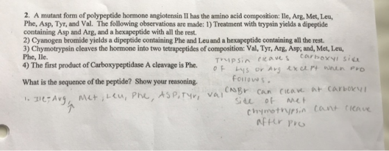 2. A mutant form of polypeptide hormone angiotensin II has the amino acid composition: Ile, Arg, Met, Leu, Phe, Asp, Tyr, and