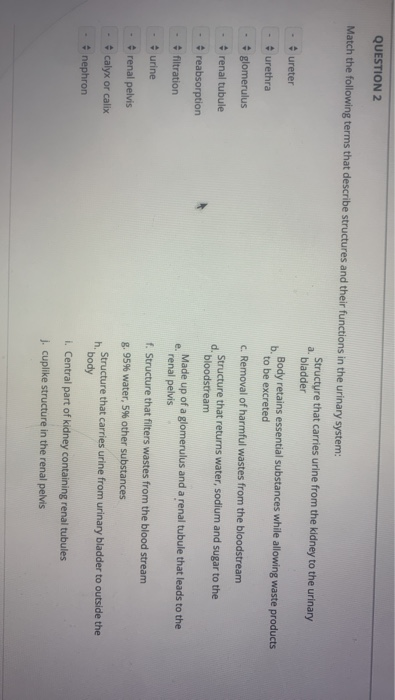 QUESTION 2 Match the following terms that describe structures and their functions in the urinary system: Structure that carri