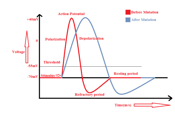 Action Potential Before Mutation +40m V After Mutation Polarization Depolarization Voltage Threshold -55mV Resting period -70