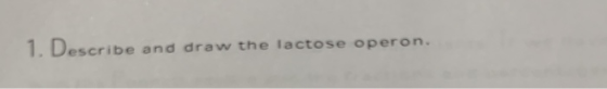 1. Describe and draw the lactose operon.