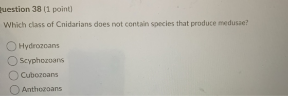 Question 38 (1 point) Which class of Cnidarians does not contain species that produce medusae? Hydrozoans Scyphozoans Cubozoa
