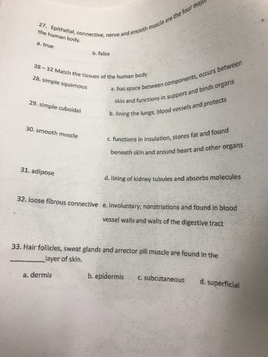 27. Epithelial, conne the human body, a. true ellal, connective, nerve and Smooth muscle are the four major b. false 28-32 Ma