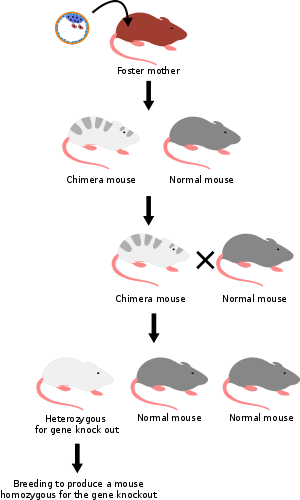 Foster mother Chimera mouse Normal mouse Chimera mouse Normal mouse Normal mouse Normal mouse Heterozygous for gene knock out