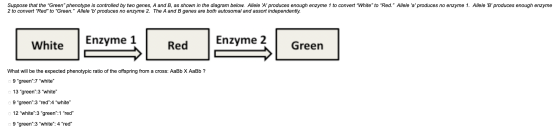 Suppose that the Green phenotype is controlled by two genes, A and B, as shown in the diagram below. Allele A produces eno