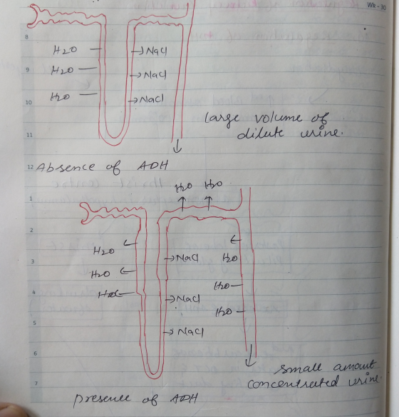 Wk - 30 H2O H Nach H2o- I had ho 10 Anach large volume of dilute mine 11 12 Absence of A DH ملا مه لا H2O Nag Ho Ho tho- Hol-