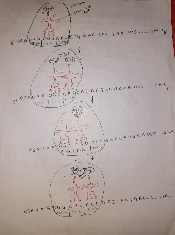 -Ribosome op •Clover leaf ERNA 5 CG ALAA UGGG Aufccq A AGCAUGA A Unc ....GAGU le site P-site 1 A site amide and 40 GUG/ CGAU