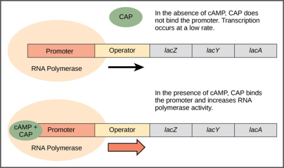 CAP In the absence of CAMP, CAP does not bind the promoter. Transcription occurs at a low rate. Promoter Operator D lacz L la