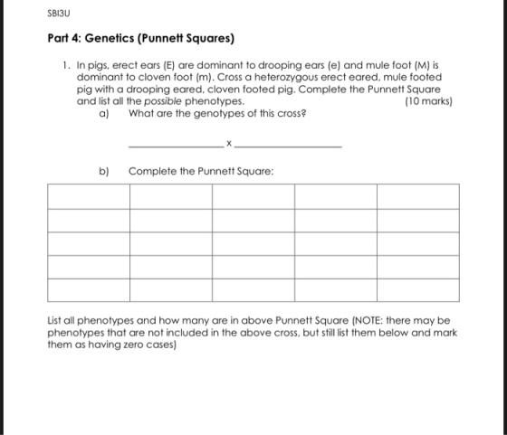 SB13U Part 4: Genetics (Punnett Squares) 1. In pigs, erect ears (E) are dominant to drooping ears (e) and mule foot (M) is do