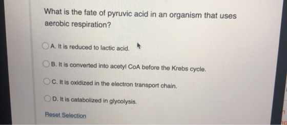 What is the fate of pyruvic acid in an organism that uses aerobic respiration? O A. It is reduced to lactic acid. OB. It is c