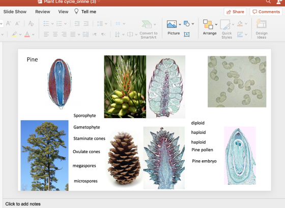 P Plant Life cycle_online (3) Slide Show Review View Tell me Share Comments ~ Ai { Po vv v Lov v prav v I Picture < l v [] v