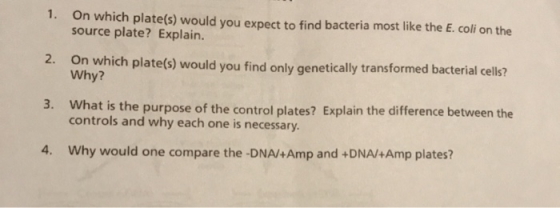 1. On which plate(s) would you expect to find bacteria most like the E. coli on the source plate? Explain. 2. On which plate(