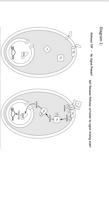 Diagram 1: Pathway off - No Signal Present Self Renewal Pathway activated by signal binding event activates