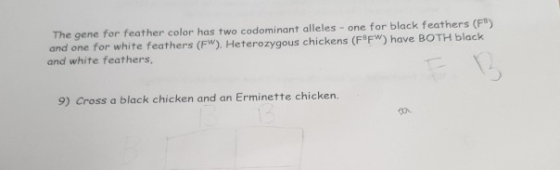 The gene for feather color has two codominant alleles - one for black feathers (FB) and one for white feathers (FW). Heterozy
