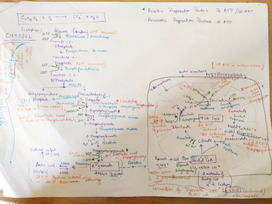 * Aerobic Anaurobic Resperation Produce 36 ATP /38 ATP Respitation Poodluce 2 ATP. COM 12 O + O CO₂ + H₂O. (cytoplcym) CYTOSO