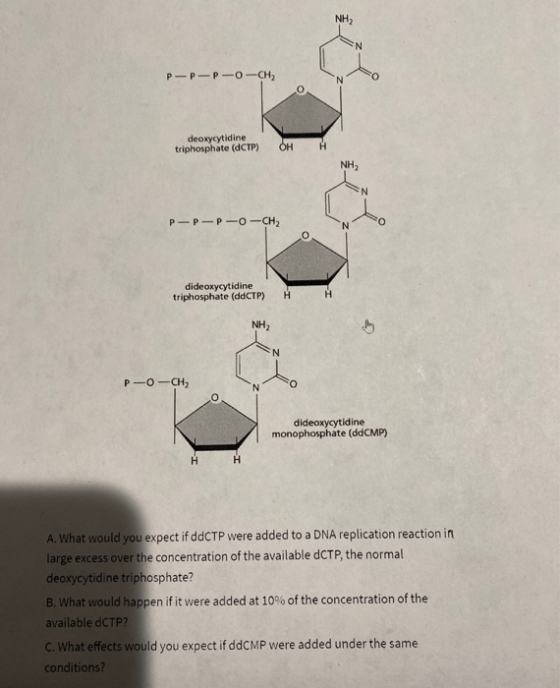 P-P-P-O-CH2 deoxycytidine triphosphate (dCTP) OH H P-P-P-O-CH2 dideoxycytidine triphosphate (ddCTP) NH2 P -0-CH dideoxycytidi