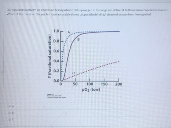 During aerobic activity, we depend on hemoglobin to pick up oxygen in the lungs and deliver it to tissues in a cooperative ma