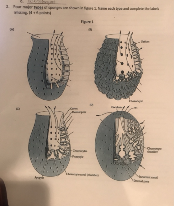 d. Oclerospordige 2. Four major types of sponges are shown in figure 1. Name each type and complete the labels missing. (4 +