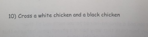 10) Cross a white chicken and a black chicken