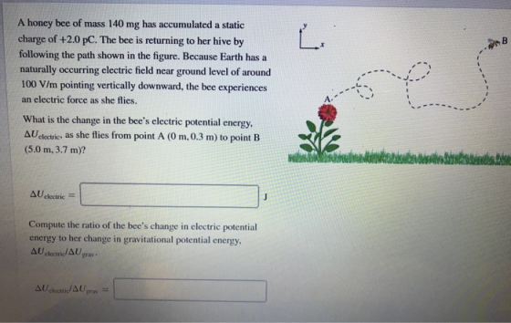 A honey bee of mass 140 mg has accumulated a static charge of +2.0 pC. The bee is returning to her hive by following the path shown in the figure. Because Earth has a naturally occurring electric field near ground level of around 100 V/m pointing vertically downward, the bee experiences an electric force as she flies. What is the change in the bees electric potential energy. ΔUeloctric, as she flies from point A (0 m, 0.3 m) to point B (5.0 m, 3.7 m)? ΔUelectric- Compute the ratio of the bees change in electric potential energy to her change in gravitational potential energy Δυ electric Δυ rav- Δυ,lectric/AU grav-