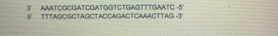3: AAATCGCGATCGATGGTCTGAGTTTGAATC -5 5 TTTAGCGCTAGCTACCAGACTCAAACTTAG-3