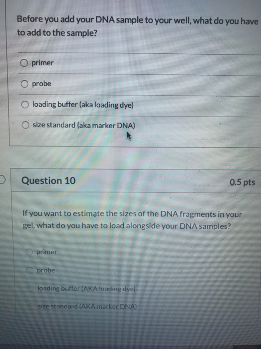 Before you add your DNA sample to your well, what do you have to add to the sample? O primer O probe O loading buffer (aka lo