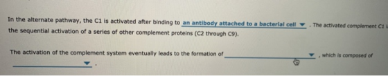 . The activated complement ! In the alternate pathway, the C1 is activated after binding to an antibody attached to a bacteri