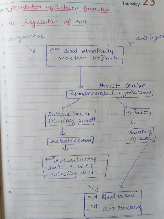 Thursday 23 WR-30 Regulation af kichiey function o w Regulation of ADH dehydration salt ingesh red Blood osmolarity more than