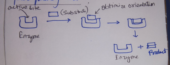 active site obtimize orientation o (substate) tume + A Product Inzyme