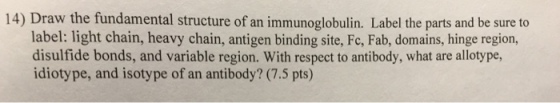 14) Draw the fundamental structure of an immunoglo