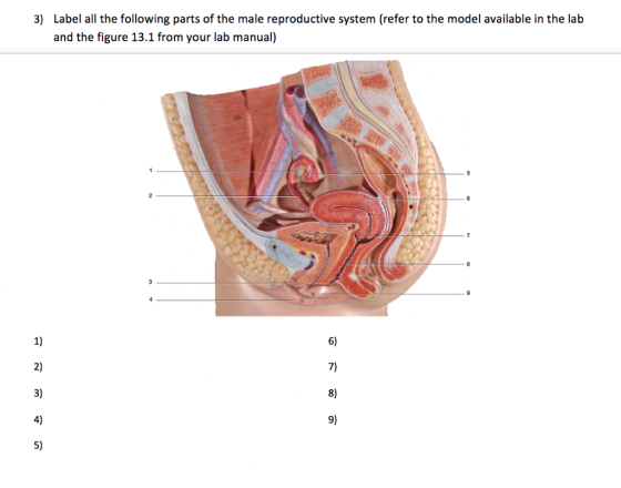 3) Label all the following parts of the male reproductive system (refer to the model available in the lab and the figure 13.1