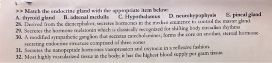 Match the endocrine gland with the appropriate ite