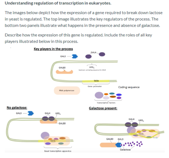 Understanding regulation of transcription in eukaryotes. The images below depict how the expression of a gene required to bre