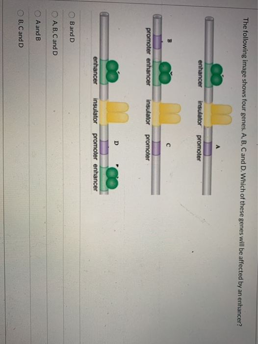 The following image shows four genes. A, B, C and D. Which of these genes will be affected by an enhancer? enhancer insulator