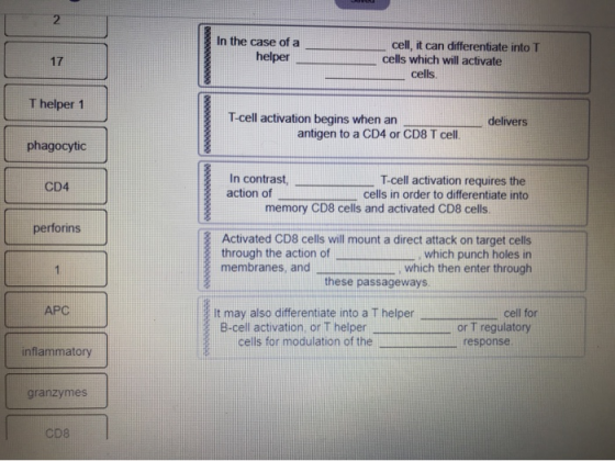 In the case of a helper cell, it can differentiate into T cells which will activate cells T helper 1 T-cell activation begins