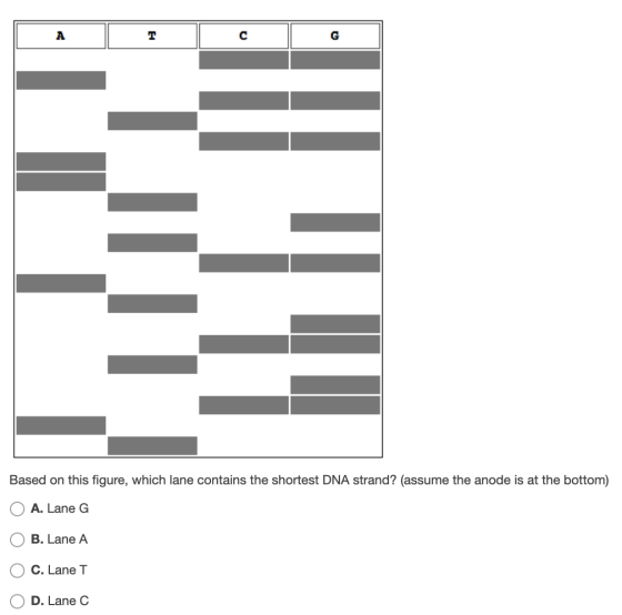 Based on this figure, which lane contains the shortest DNA strand? (assume the anode is at the bottom) O A. Lane G O B. Lane
