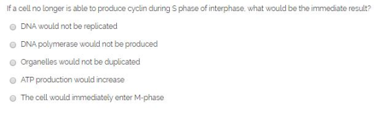 If a cell no longer is able to produce cyclin during Sphase of interphase, what would be the immediate result? DNA would not
