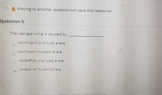 Moving to another question will save this response. Question 5 The vestigial wing is caused by dominant wild type allele • do