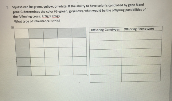 5. Squash can be green, yellow, or white. If the ability to have color is controlled by gene Rand gene G determines the color